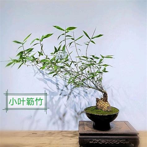 種竹子盆栽|如何种植竹子